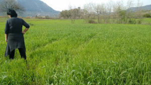 Il campo di grano in primavera