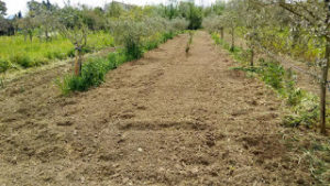 Lavori di preparazione orto