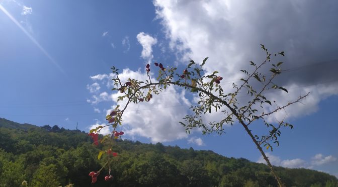 Misericordia io voglio