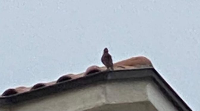 Pane disceso dal cielo