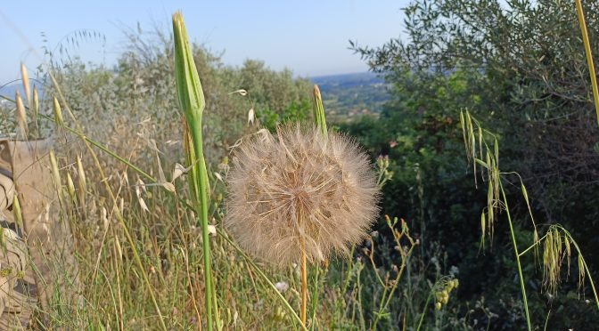 Erba di campo