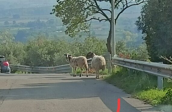 Ecco l’agnello di Dio