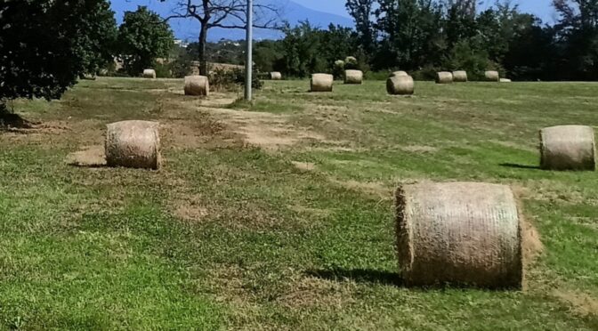 Il grano e la zizzania